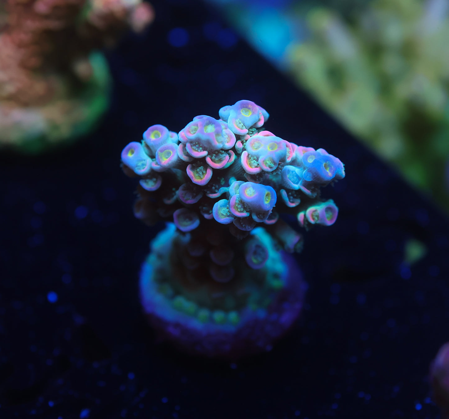 5AC -BK CHEM Cotton Candy