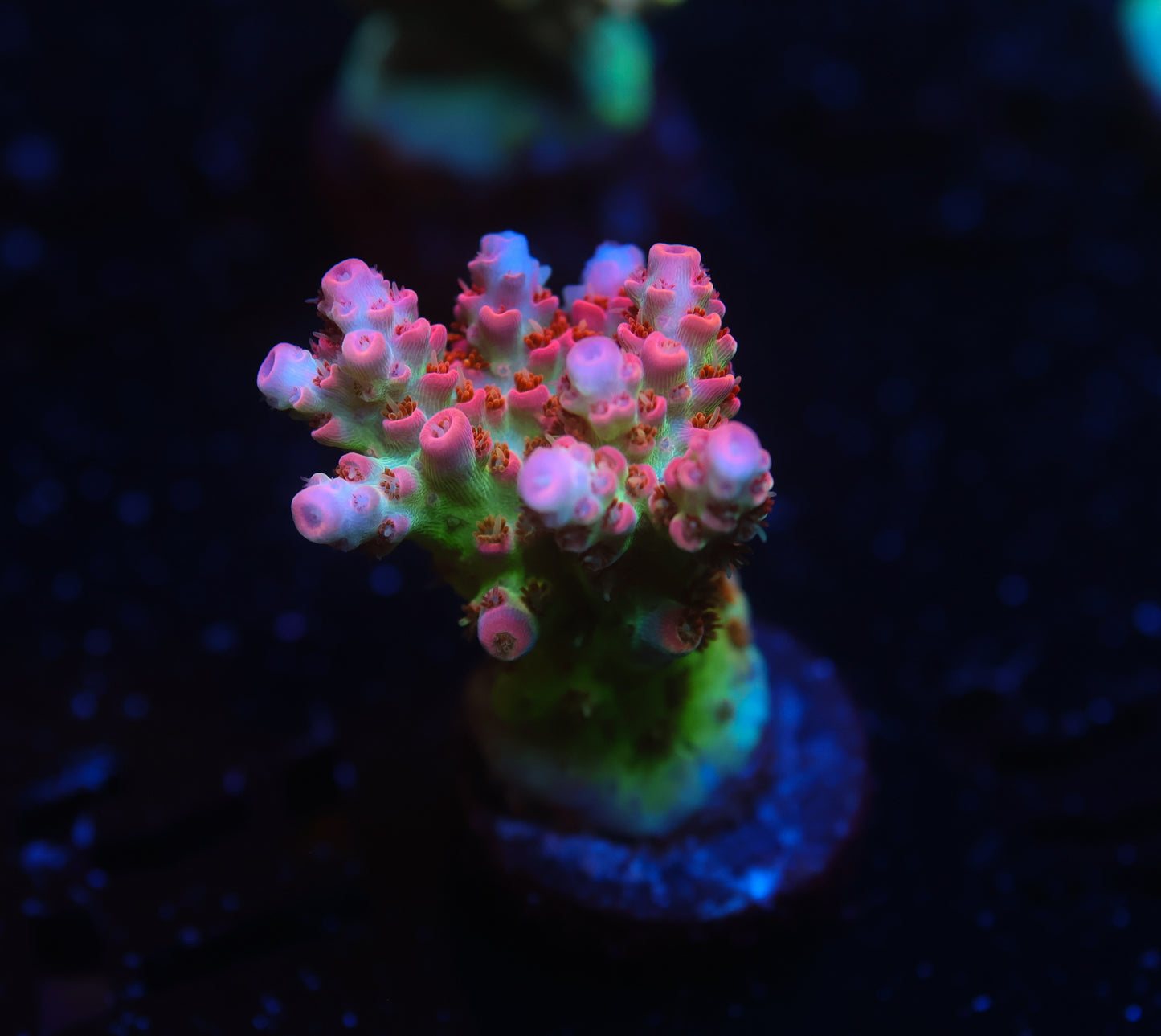 5AC -TSA Princess Peach