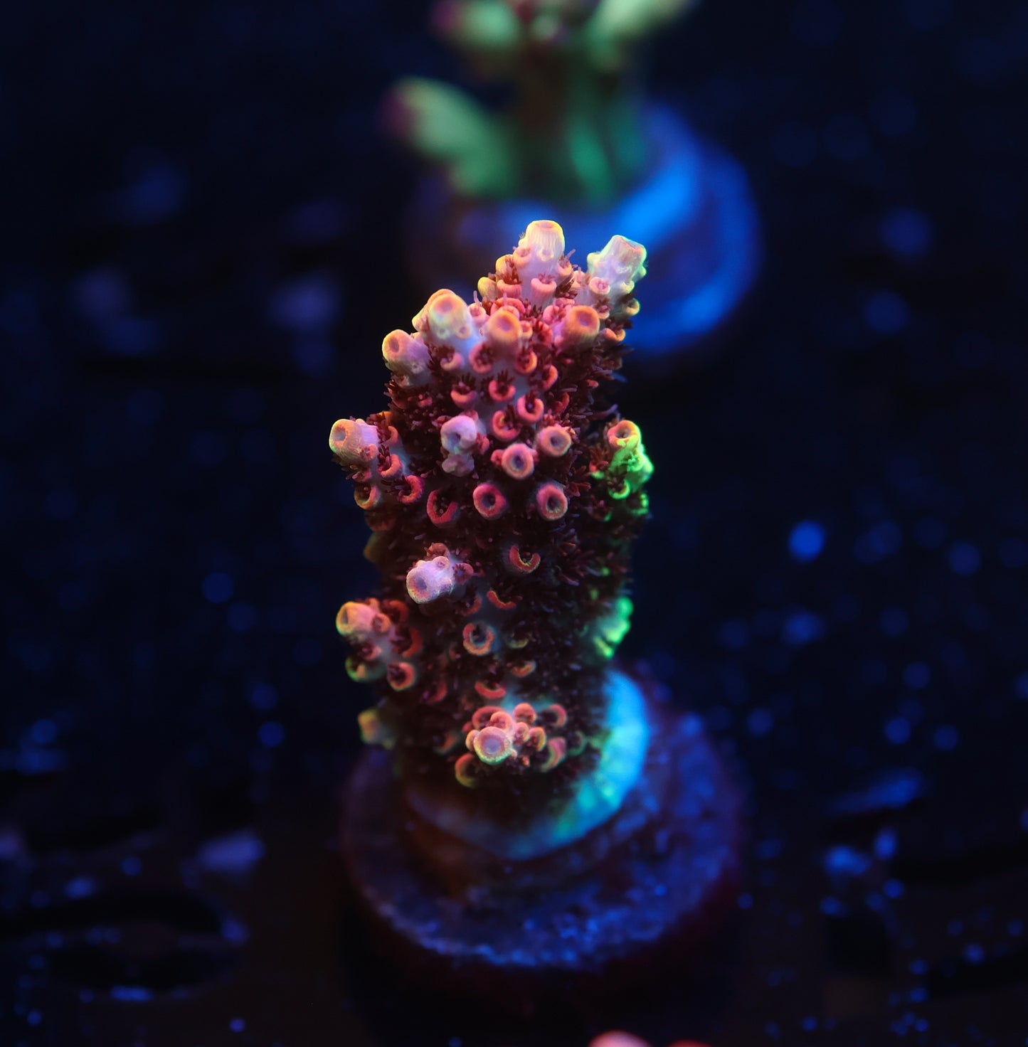 5AC -TSA Carolina Reaper