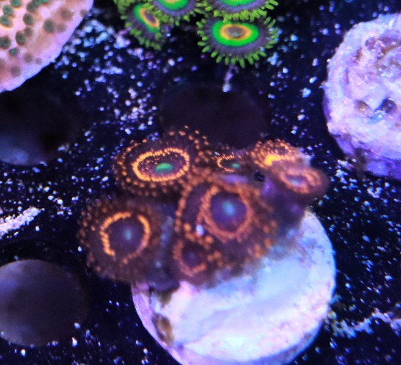 Illuminati frag