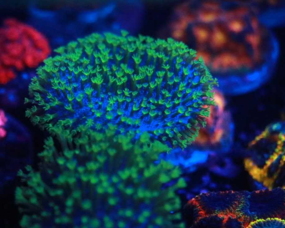 Neon Green Leather frag