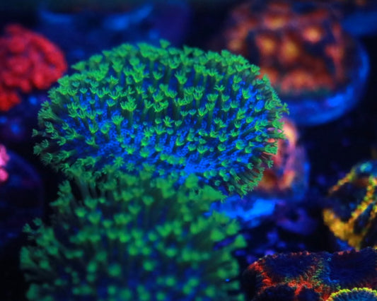 Neon Green Leather frag