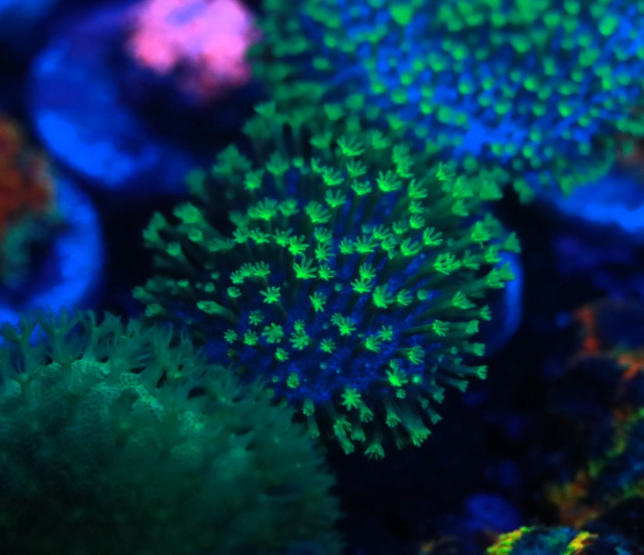 Neon Green Leather frag 2