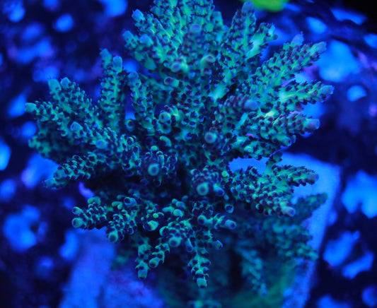 Speaks for itself.  So bright and such a nice blue hue.  ORA Pearl Berry