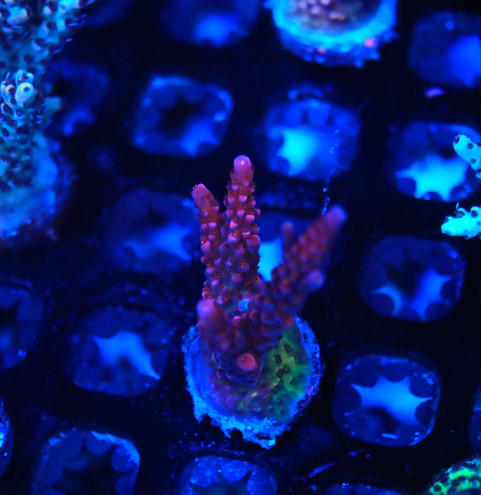 PC Rainbow frag