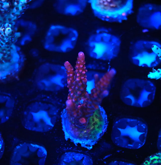 PC Rainbow frag