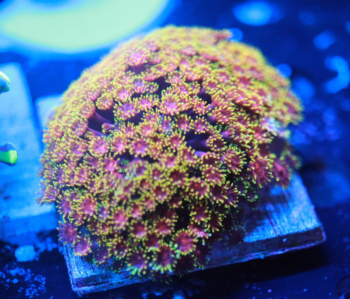 Rainbow Goni mini colony