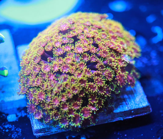 Rainbow Goni mini colony