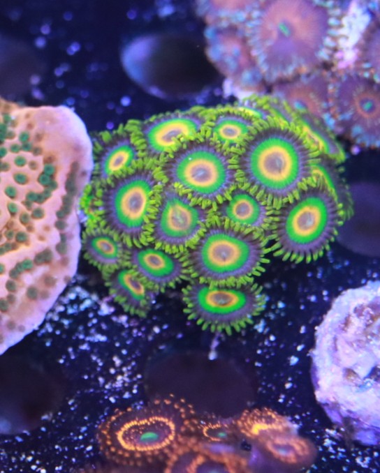 Rasta frag