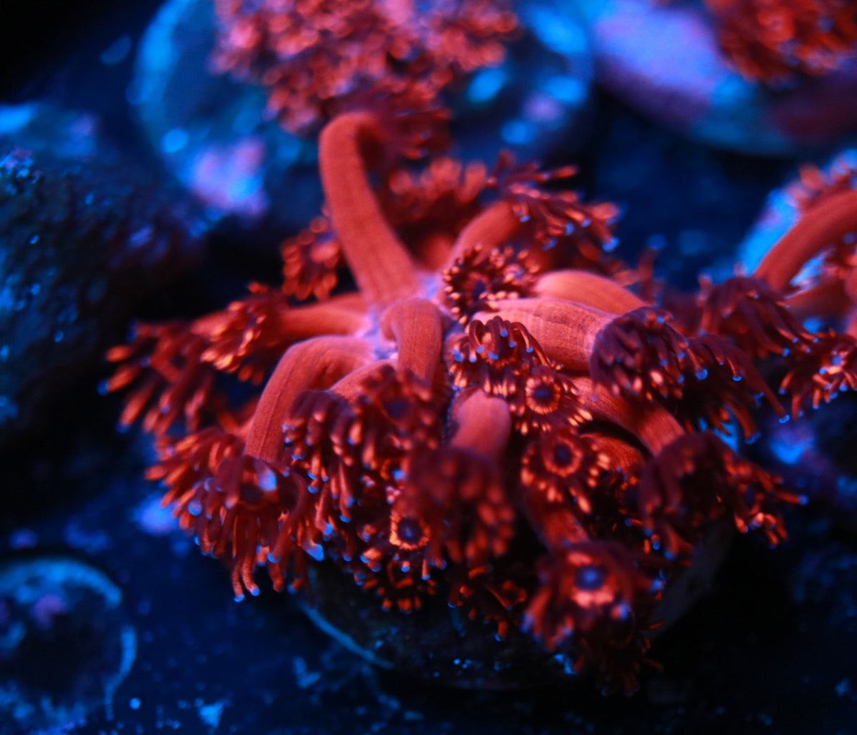 Red Goni frag