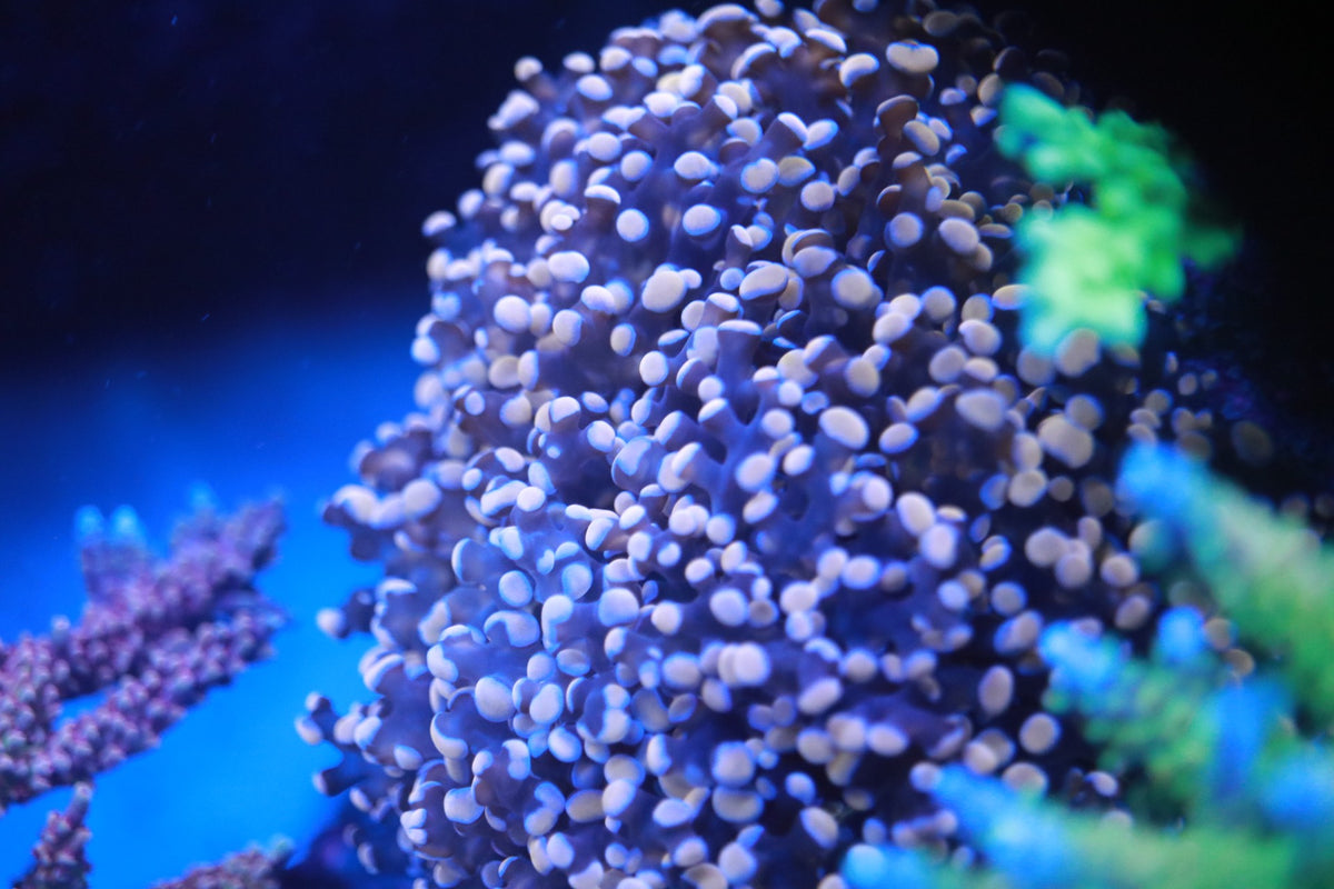 Rose Gold Octospawn