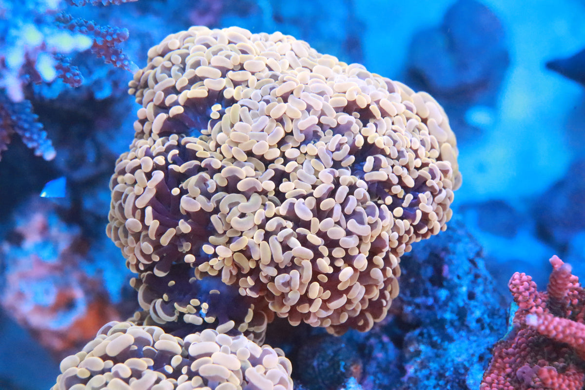 Beautiful large polyp stony hammer coral with a rose gold appearance.