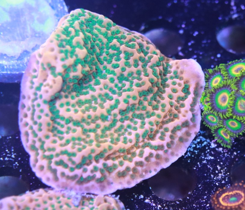 Sunset Montipora
