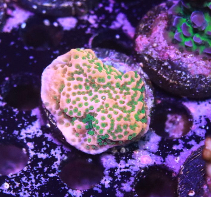 Sunset Monitpora frag 2