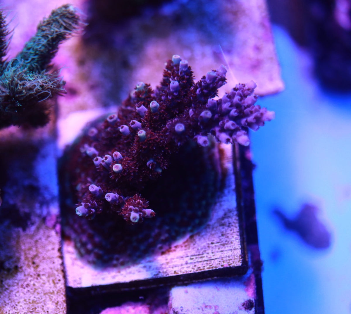 TCK Blast wave colony 2