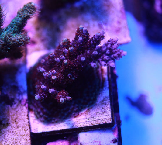 TCK Blast wave colony 2