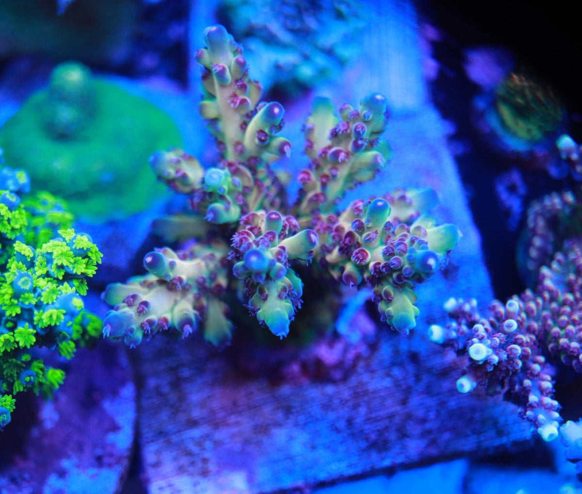 Tusi Rainbow Granulosa
