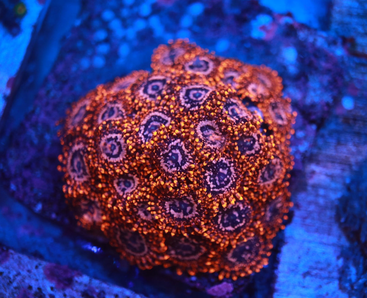 Utter Chaos Zoa