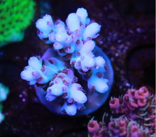 WWC Shazam frag