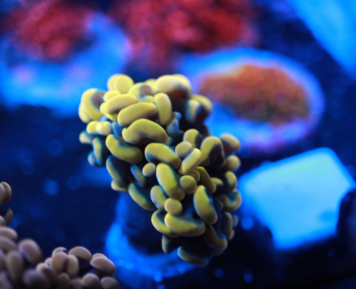 Aqua cultured Yellow Hammer