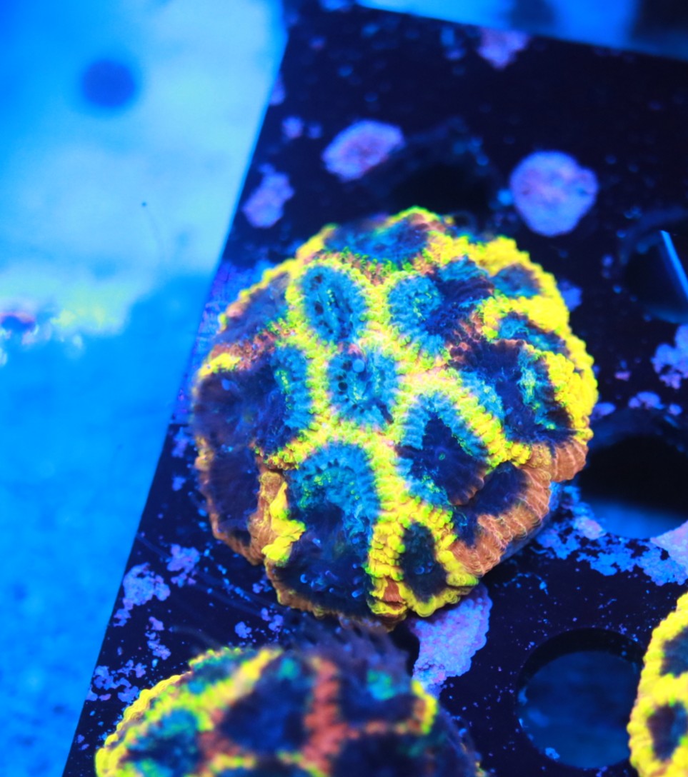 Yellow Submarine Favia on 1 inch plug
