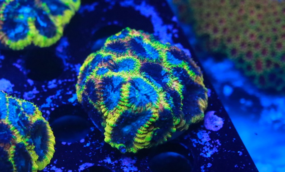 Yellow Submarine Frag 2