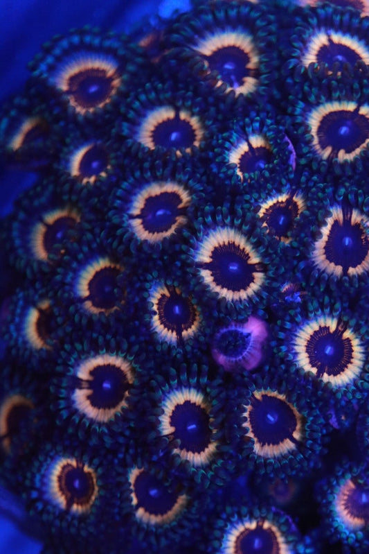 Zonic Flare zoa is super nice for the price. 
